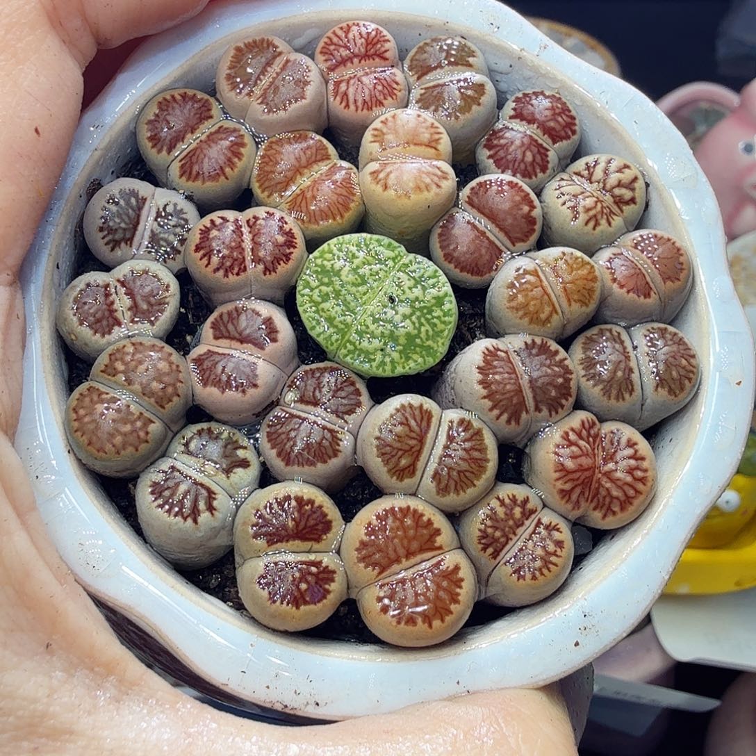 月***湾多肉植物福利冲840