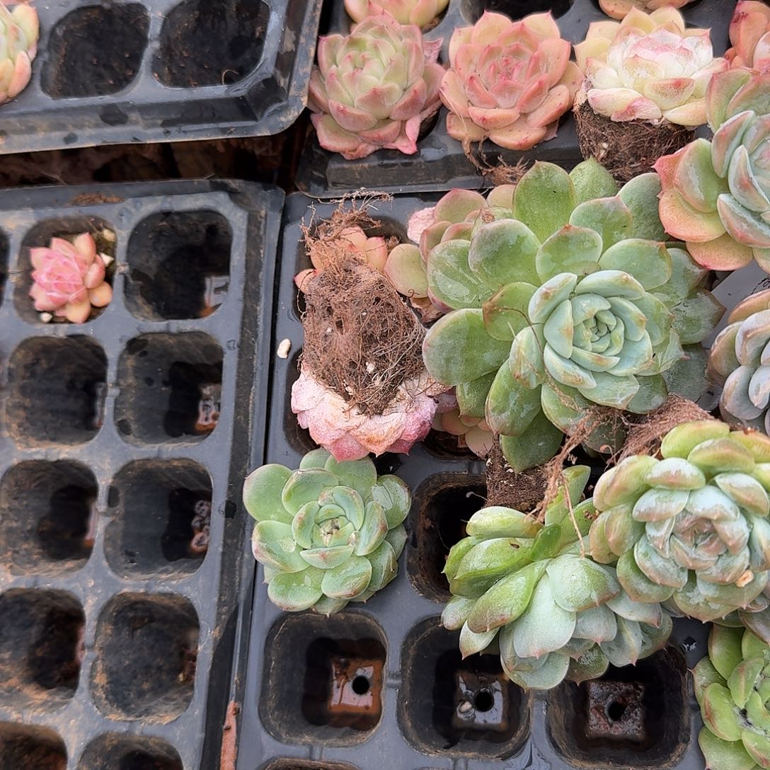 3-40绿菜珍妮混合二十颗量拍