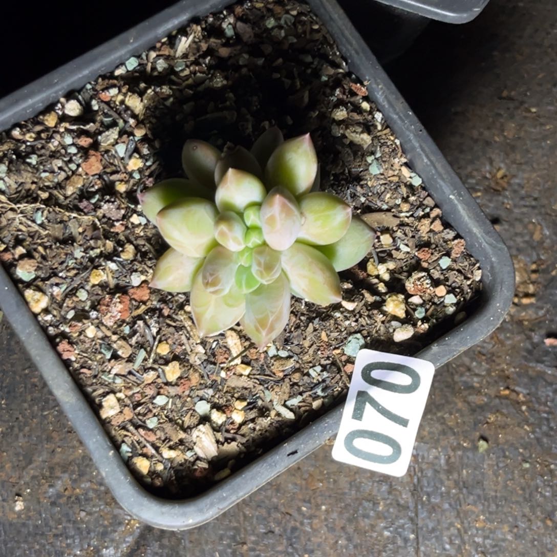 多肉植物重楼缀70