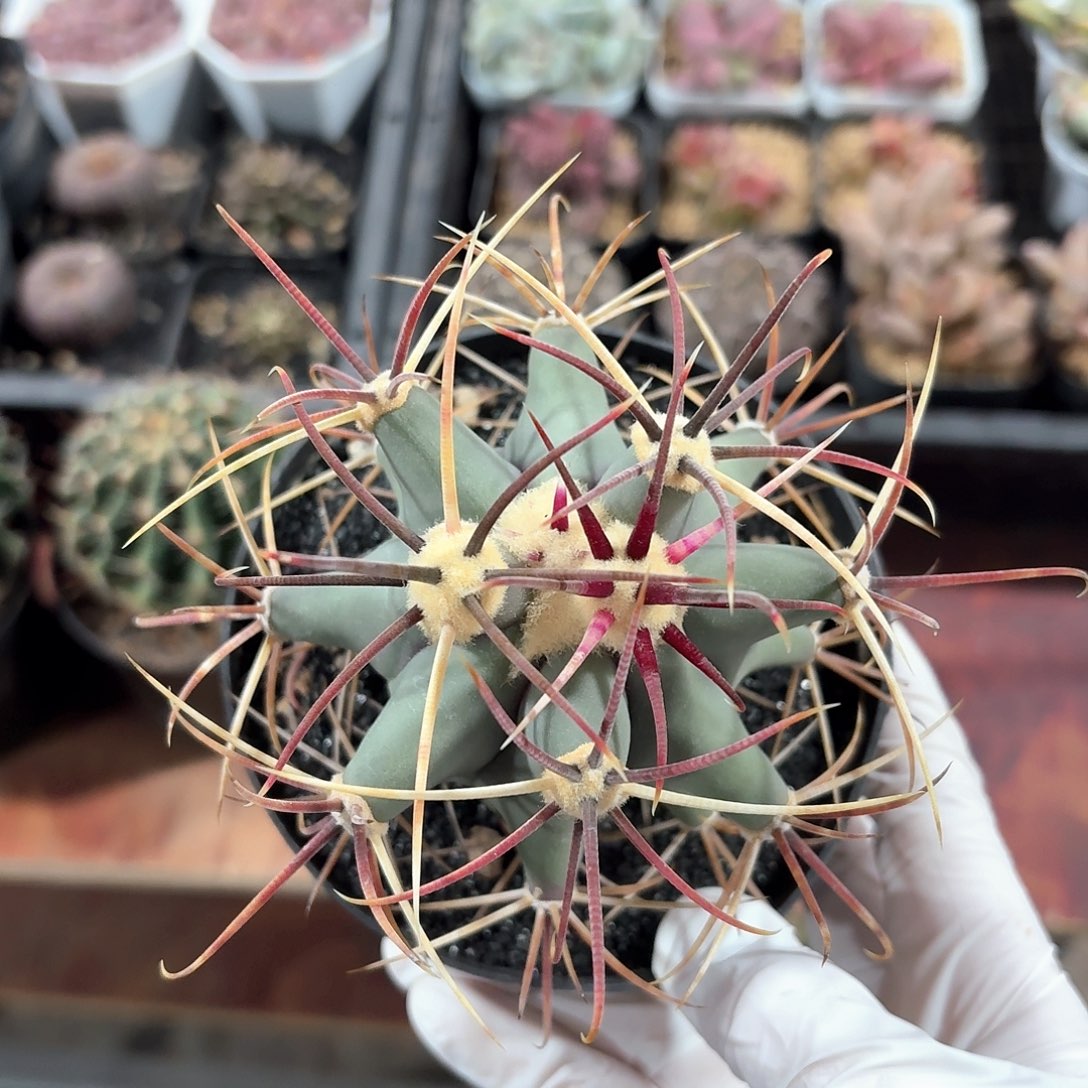 江守玉仙人球223