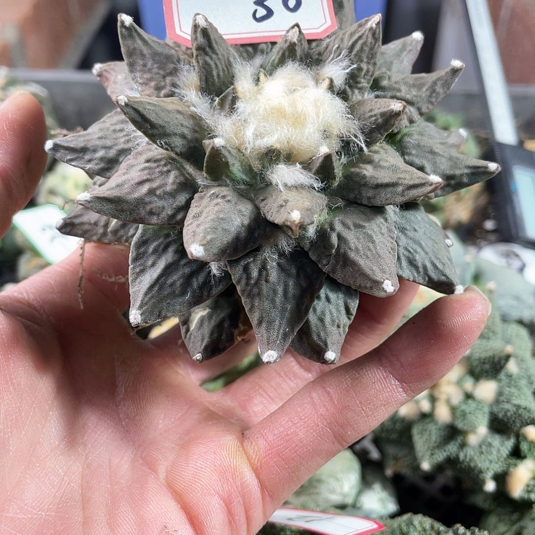 30号自根龙牙怒涛