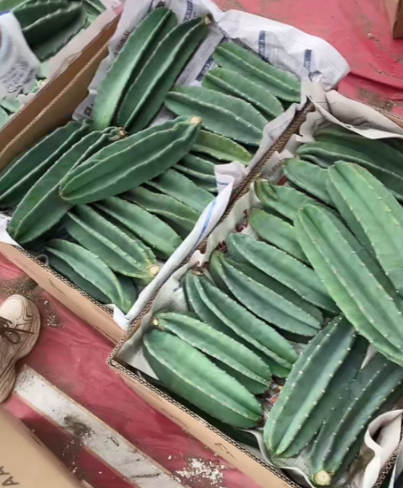 二妹园艺【 2棵 量天尺】【高度20cm~30cm】【无根侧芽不平切】随机发货