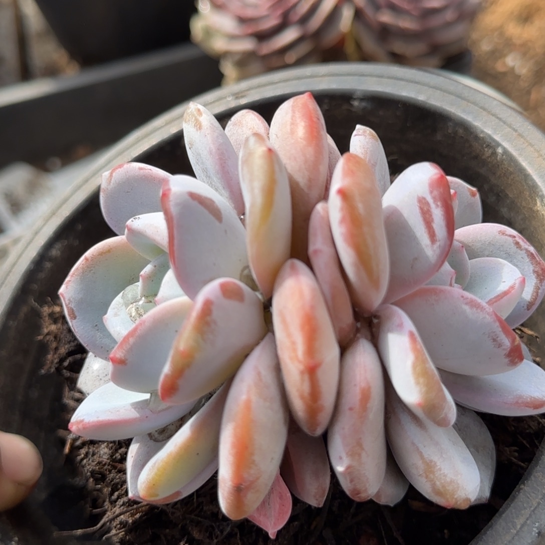 韩版奶茶一物一拍包装收缩花旱