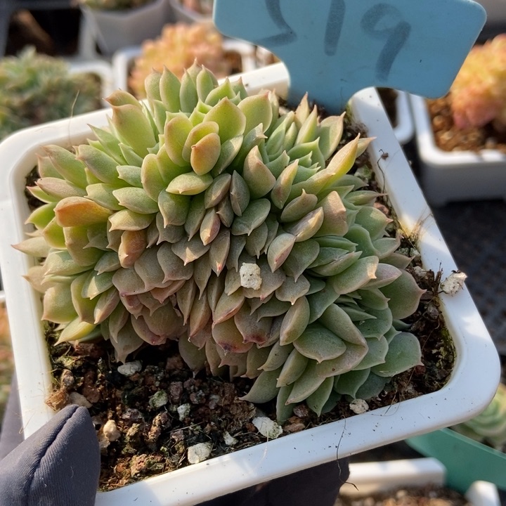 519昂缀多肉植物