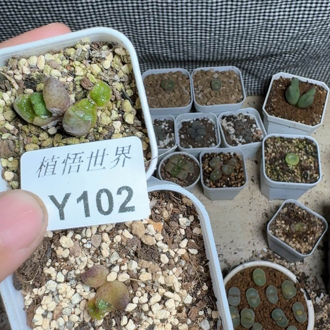 102号多肉植物哇x c