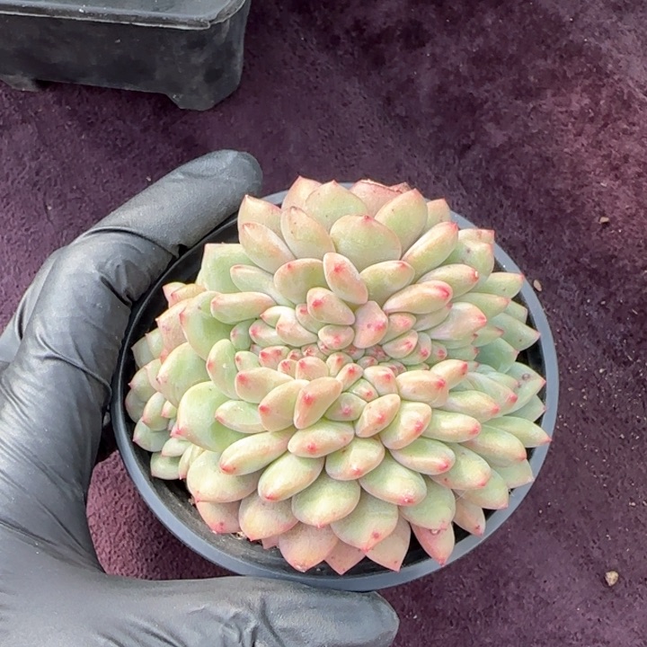 9厘米左右一物一拍的