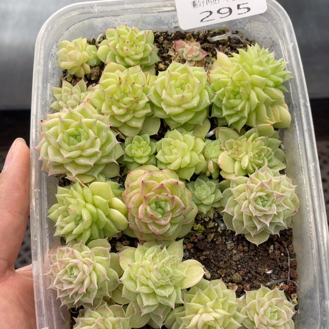 云糖心多肉植物295