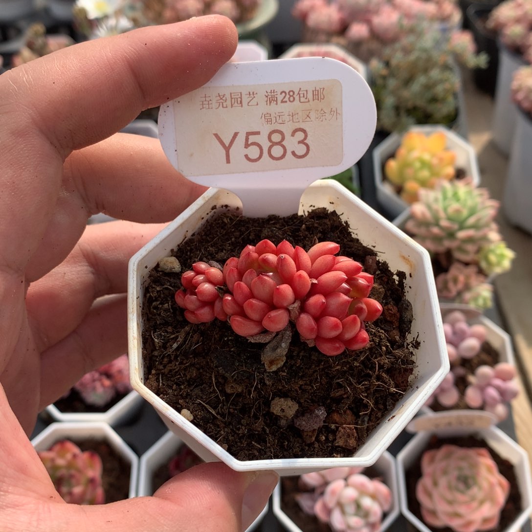 一物一拍0583鸡血红宝石