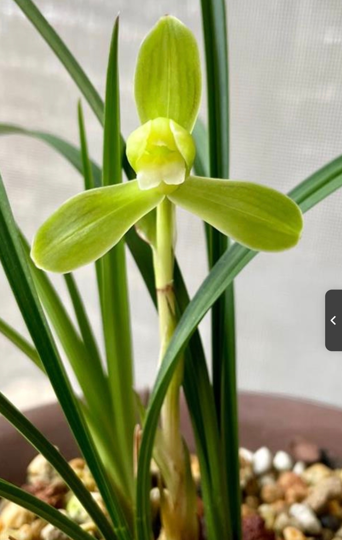 玉梅素 春兰国兰花卉绿植盆景新手入门好养活自然种养老种兰花