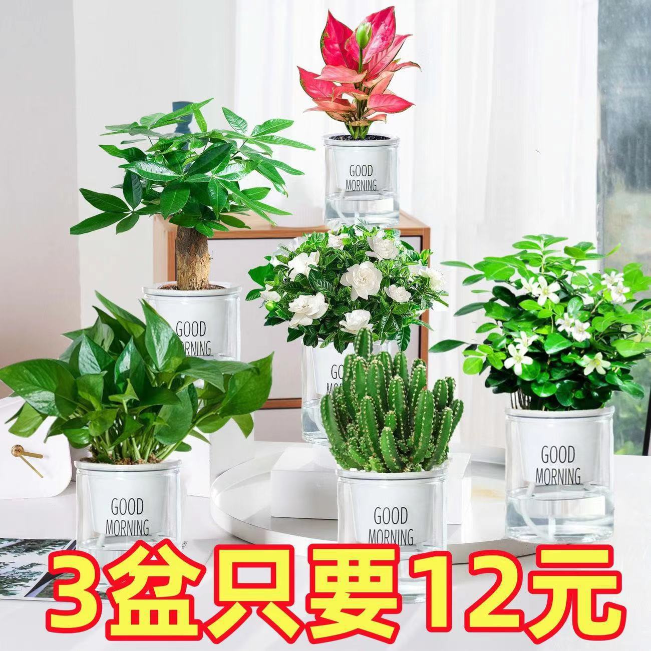 绿萝发财树文竹多肉花卉盆栽植物室内薄荷富贵竹水培小绿植好养活