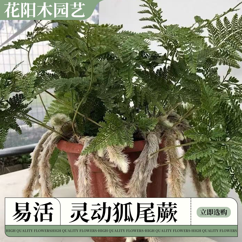 狐尾蕨盆栽室内桌面四季常青好养活可用于吸水石假山造景