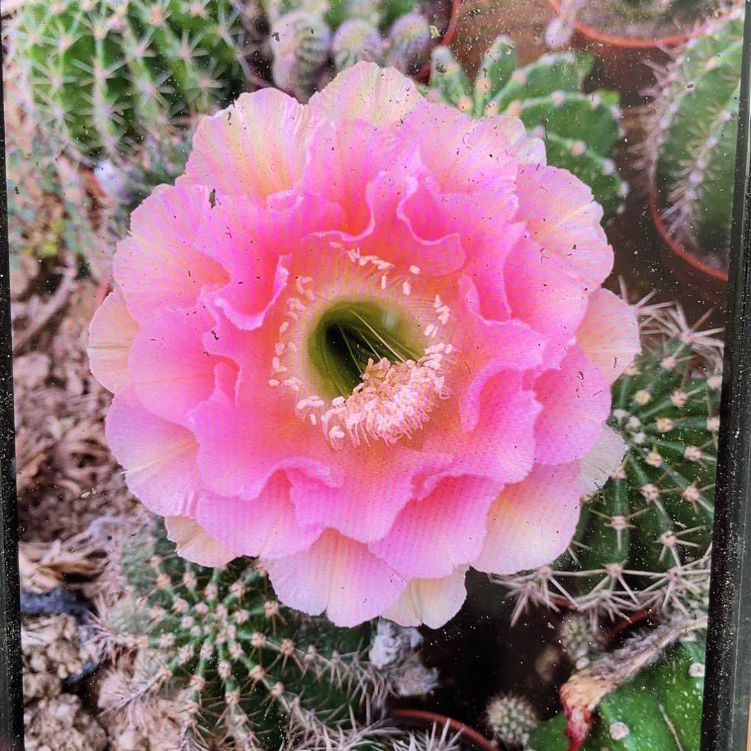 小神仙自根球7公分左右带盆土