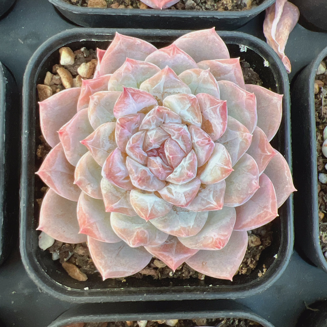 单头哈尼糖心70#-带盆土