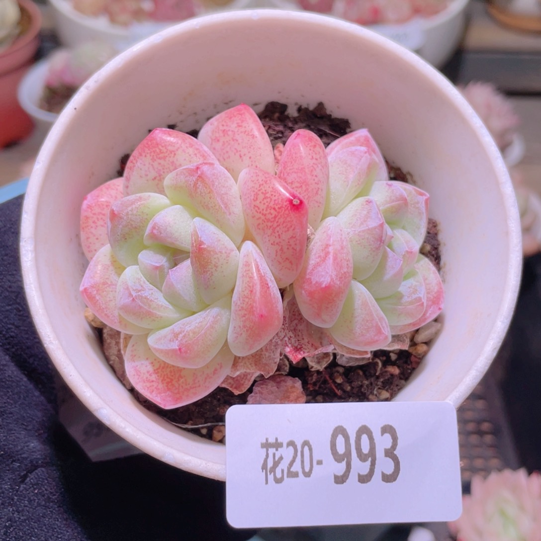 花利美20-993冰玉