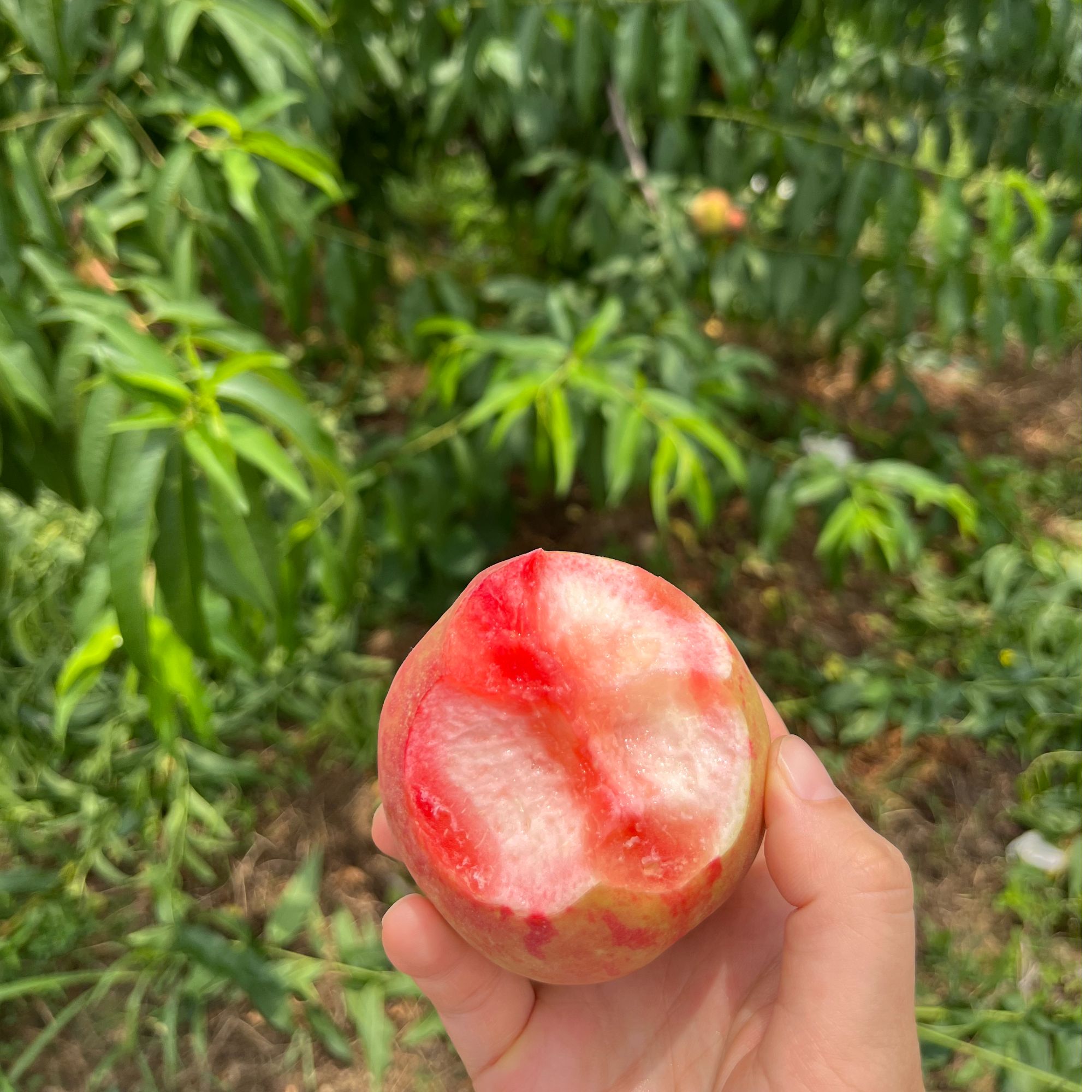 【血桃大果】五斤装礼盒装正宗湖北血桃顺丰包邮现摘现发