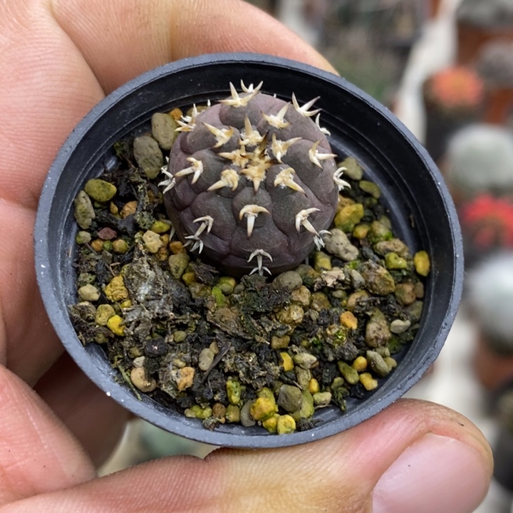 实生猫爪特价福利包邮