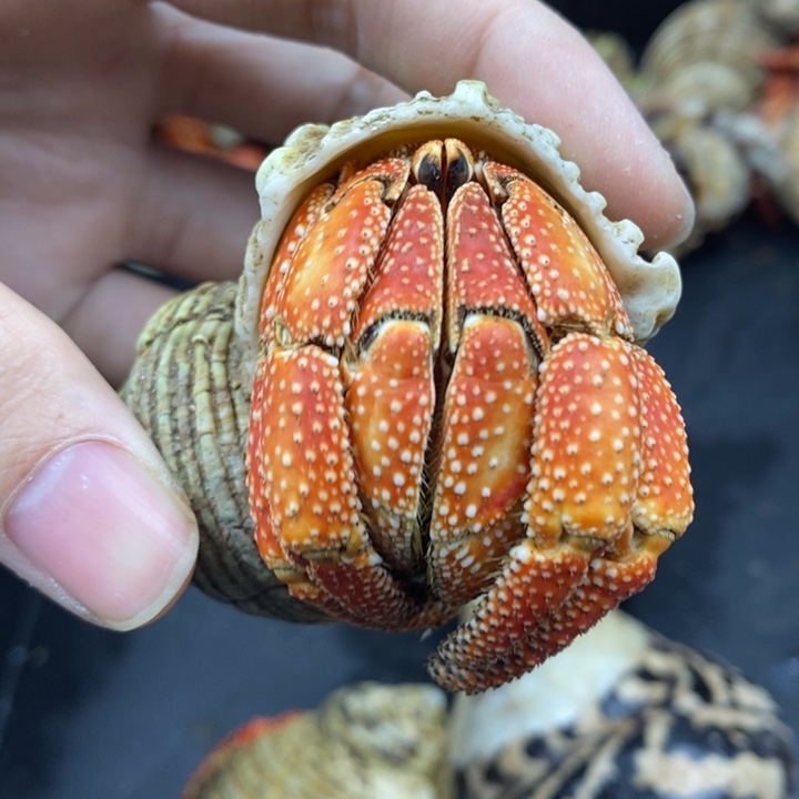 3.7口毛里求斯草莓
