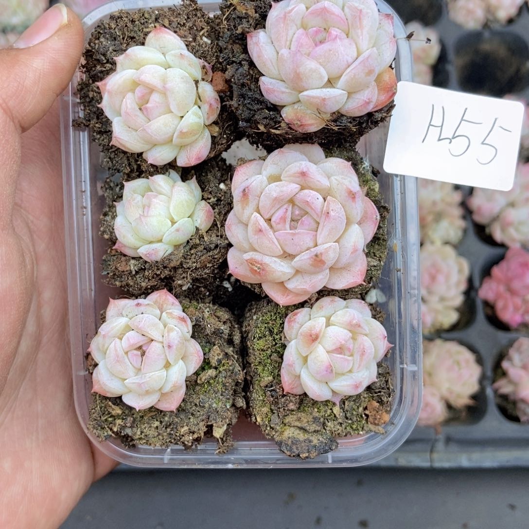 春泥家框拍链接A55