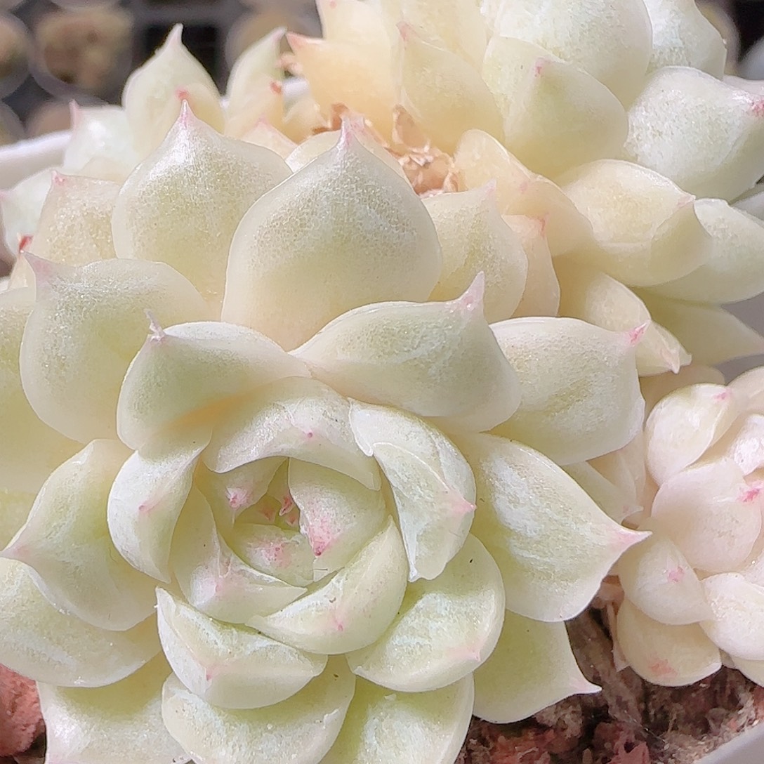 花语逸镜1127-183散