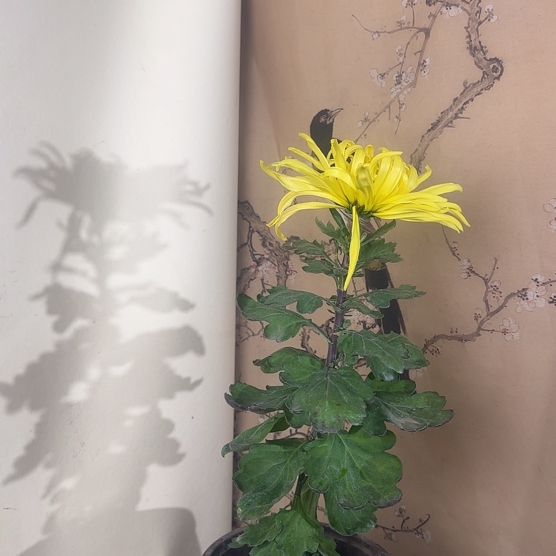 全部花朵B1111111