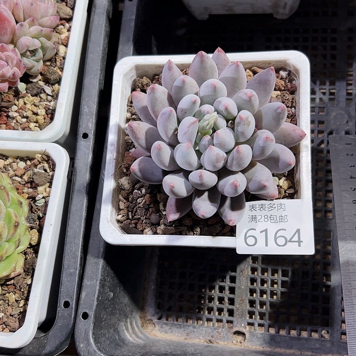 9号曦*我们的确是一6164