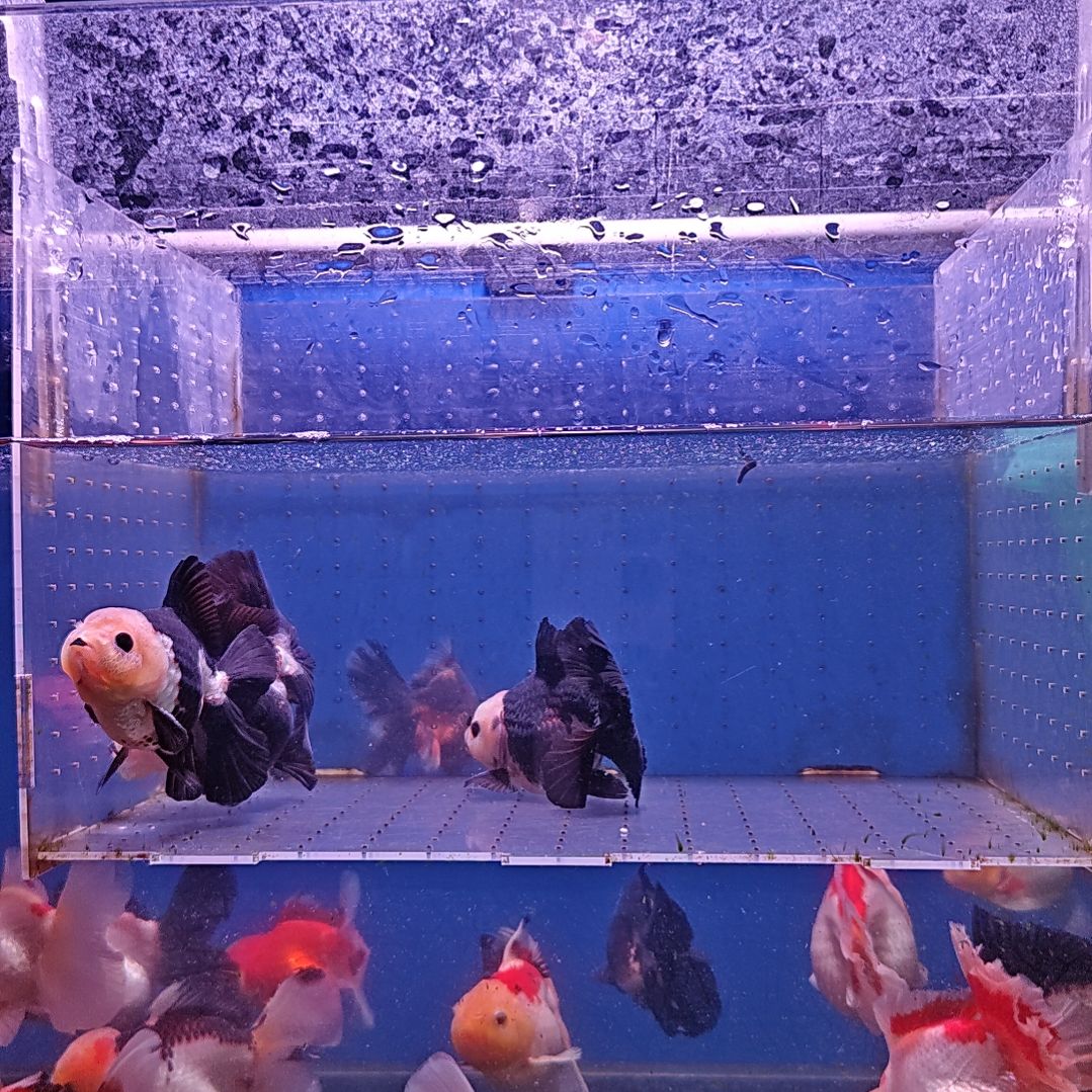 海水鱼82直播间看好下单不换到货款式的鱼有售后