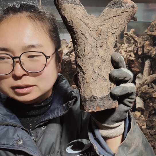 香榧木弹**弓火琉璃的毛料摆件