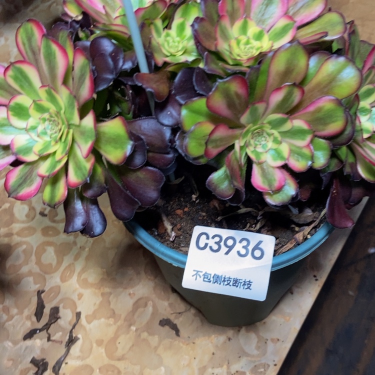 【闪购商品】追***多3936美肌多肉