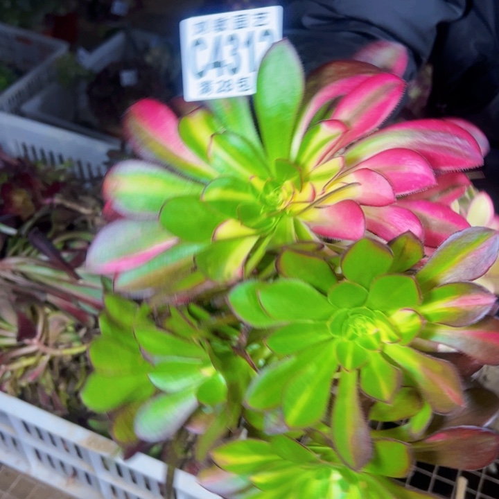 4312爱马仕多肉植物法师无根