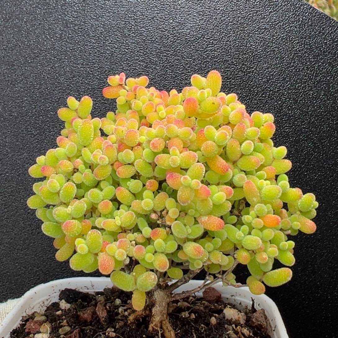 dy3402精控蜜橘糖球冠幅5.5cm