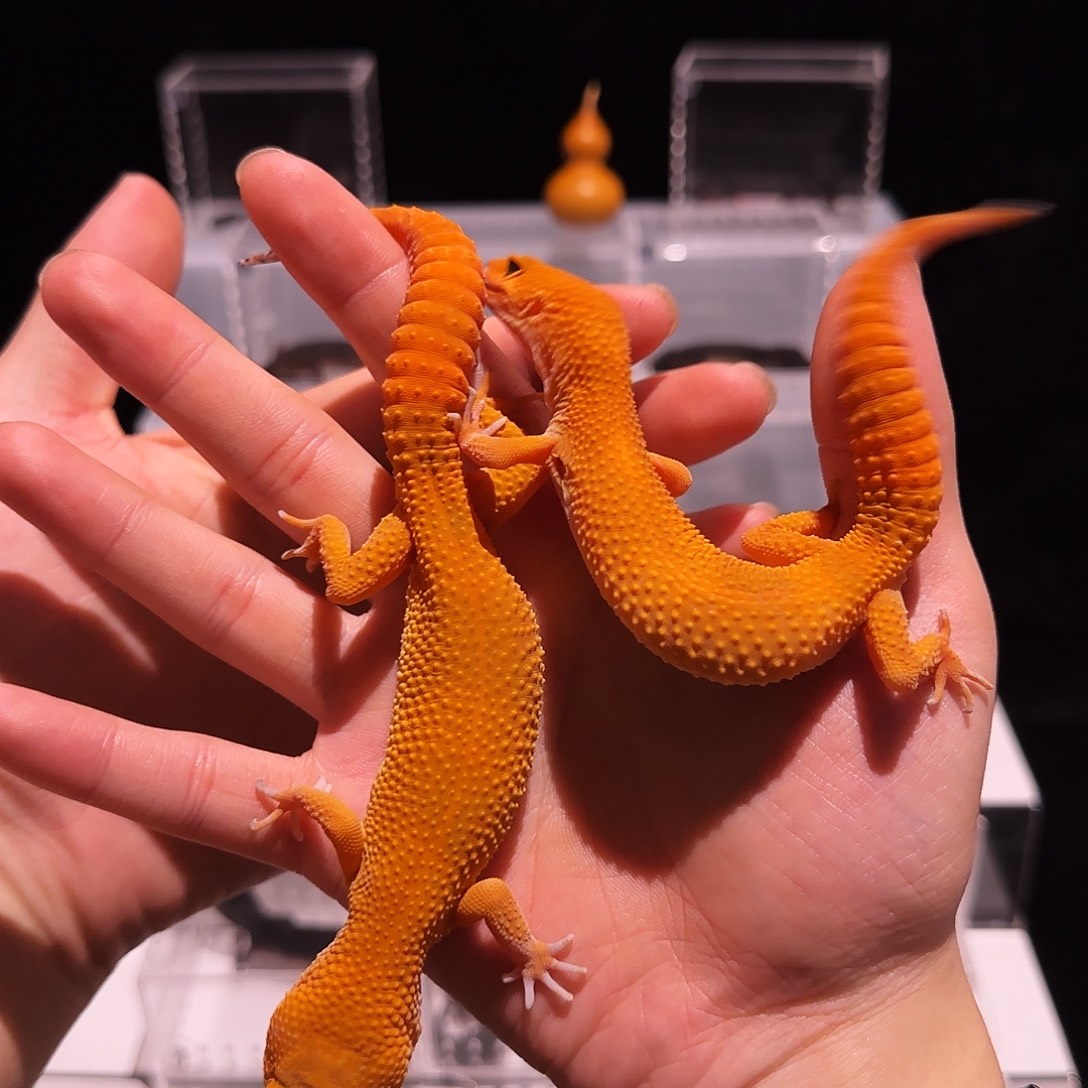 豹纹守宫爱马仕橙满尾血蜜橘公母