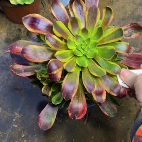 欧嘉莉多肉植物2413