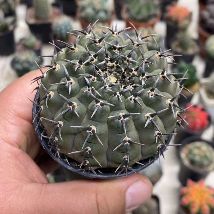 实生黑刺凤头大号特价