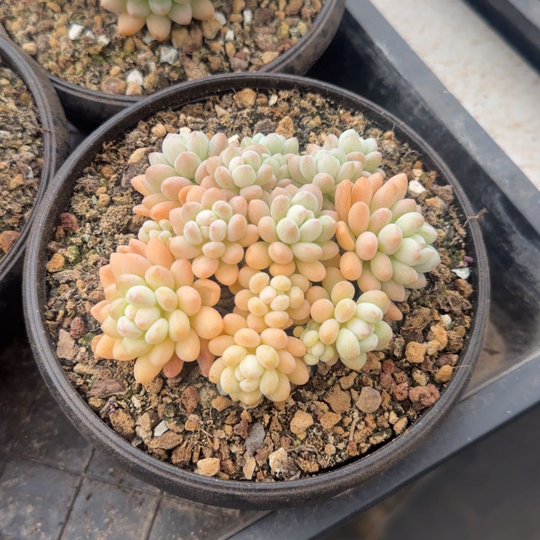 多肉植物一物一拍