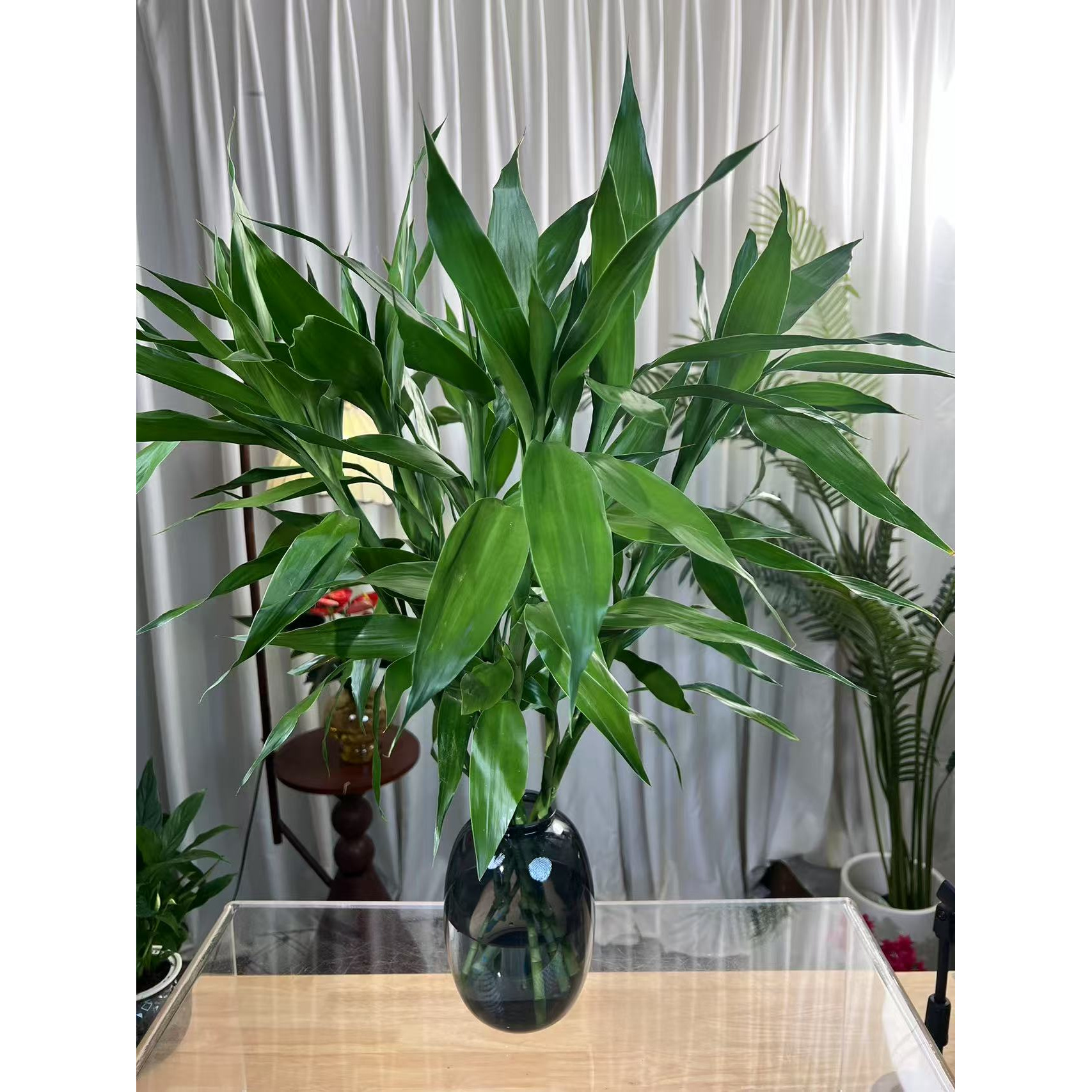 （新疆包邮）公分富贵竹水培植物好养易活净化空气室内
