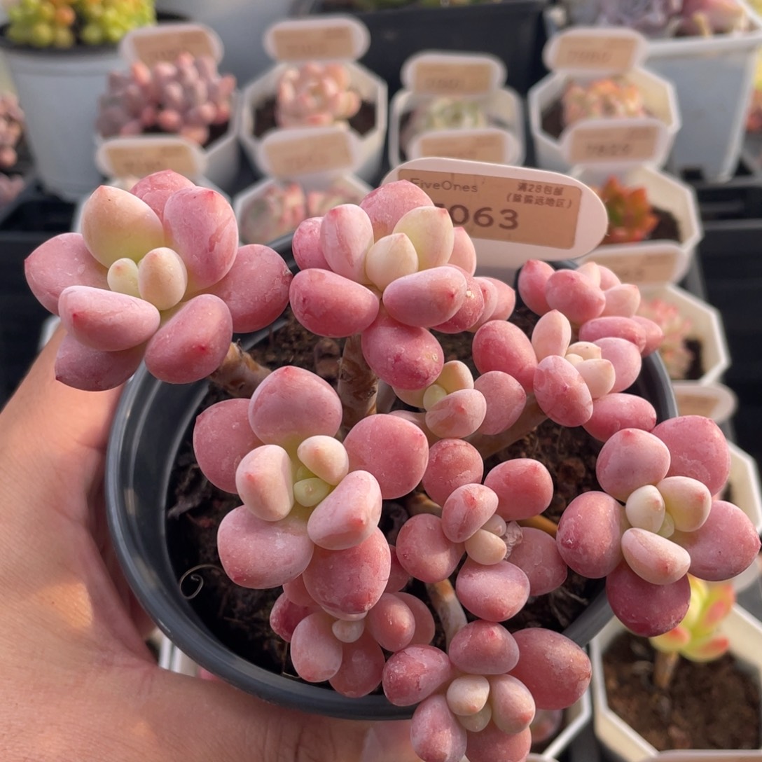 樱花洛神7063-10厘米