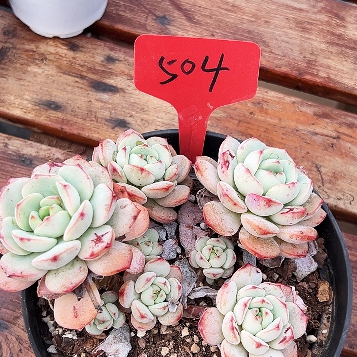    老桩香草    504 号
