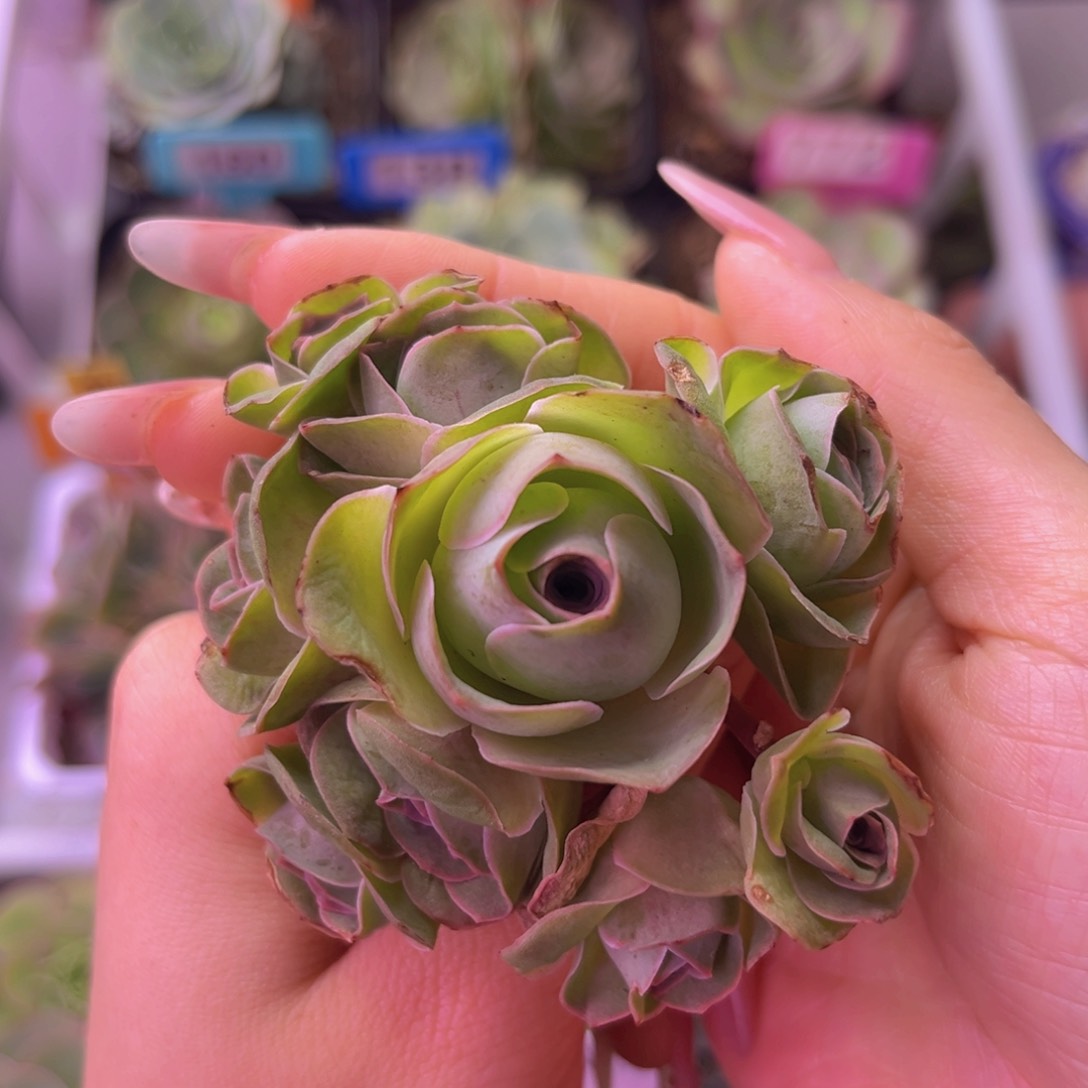 A****u随单山地玫瑰姝帕