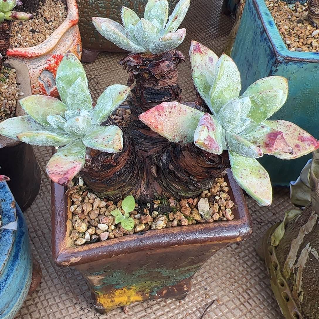 5236流丹苹果叶杂交