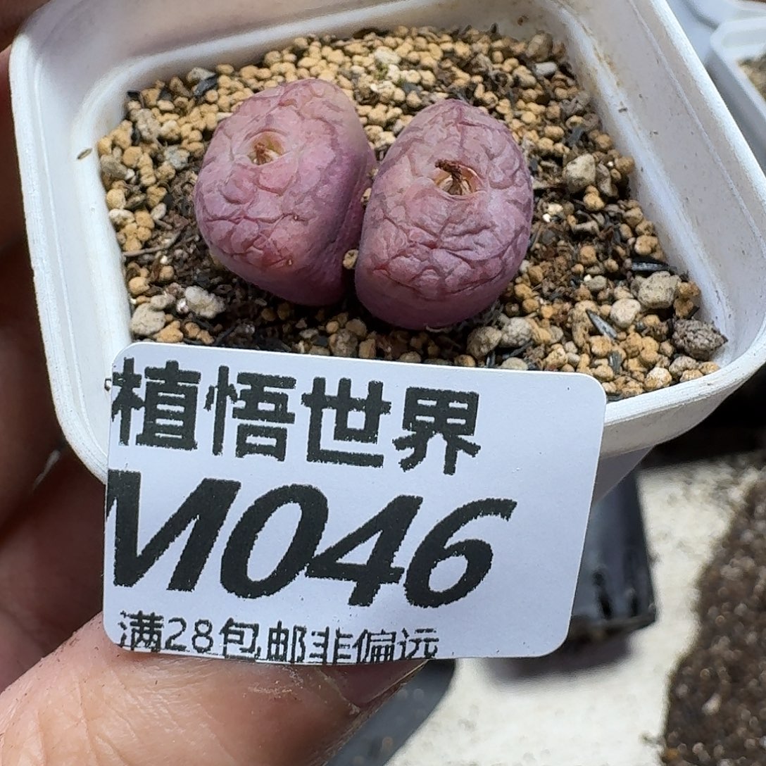 多肉植物的润泽fgh