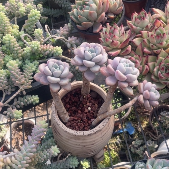 白鹭多肉植物多肉