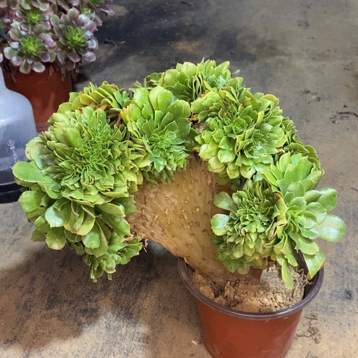 绿羊绒缀多肉植物17。