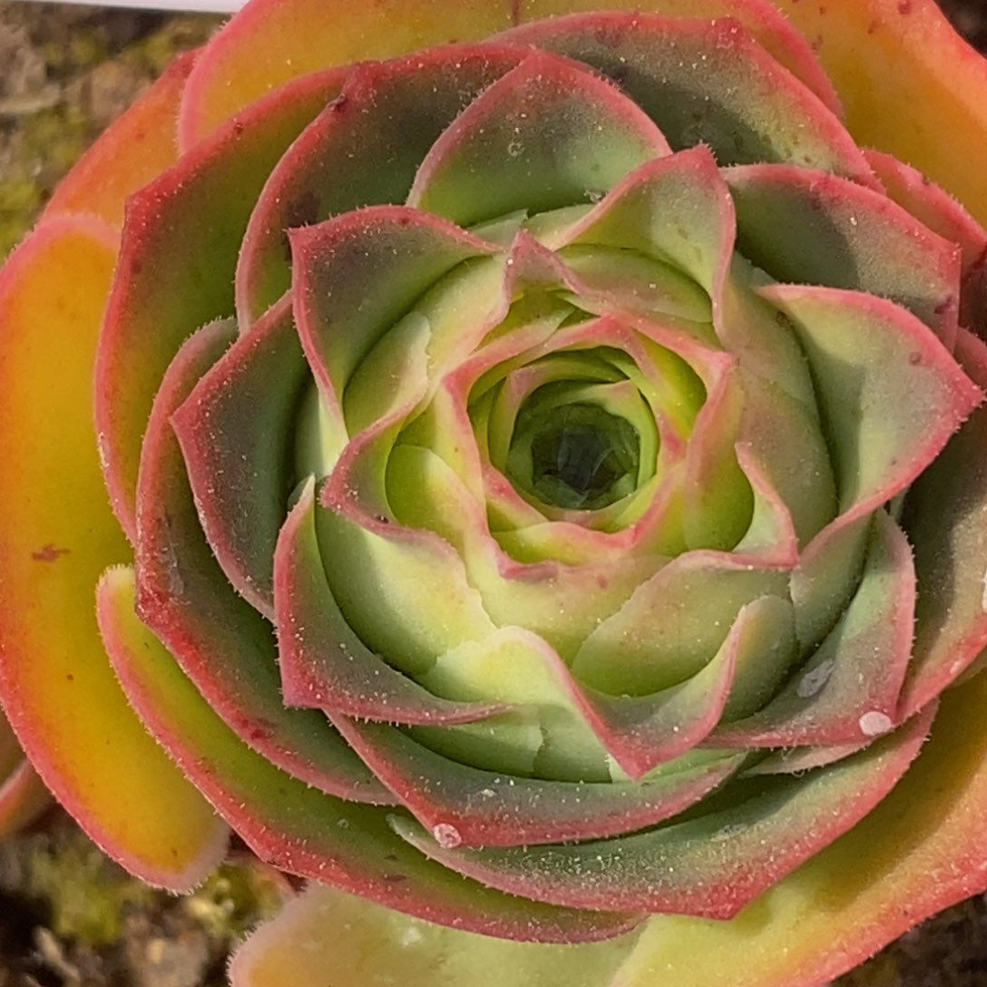 花生 月华 805多肉