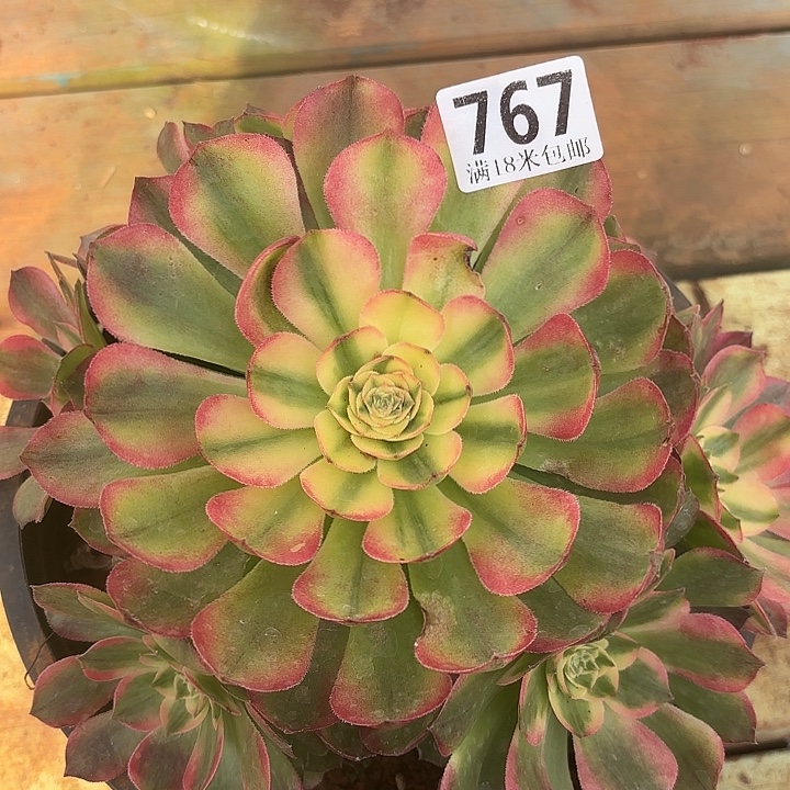 767海仙捧花诺米多肉法师锦不包侧枝断枝