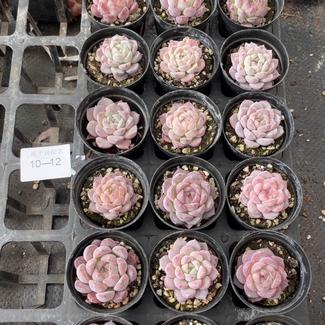 一物一拍18颗10-12