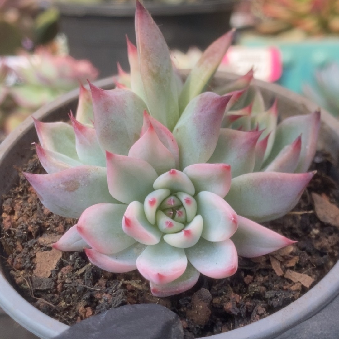 721锦锦锦锦锦锦锦