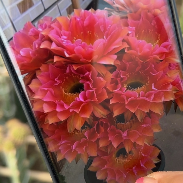 42彩草超色歪无根侧芽4公分左右20包邮