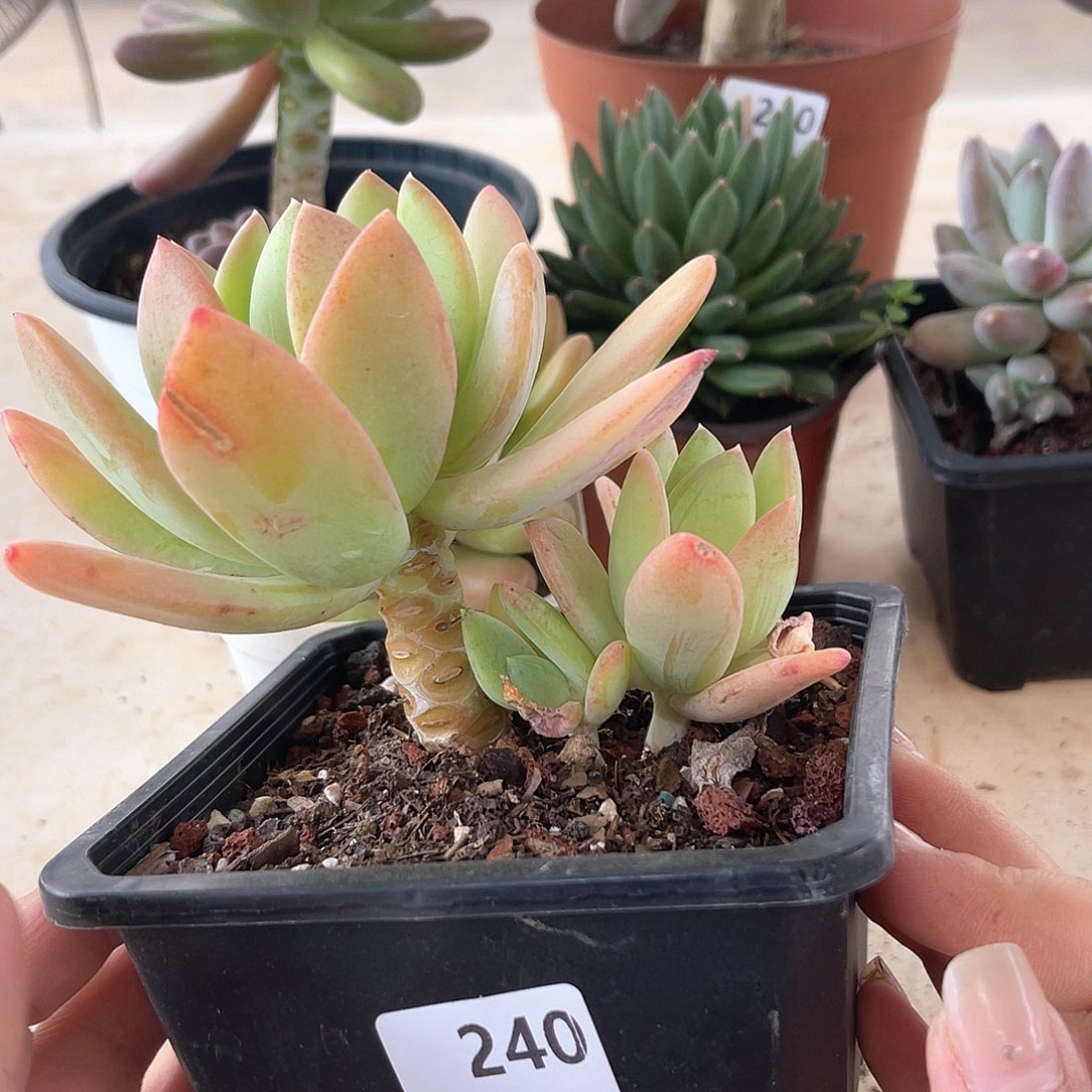 海洋之心。 240。 11111111