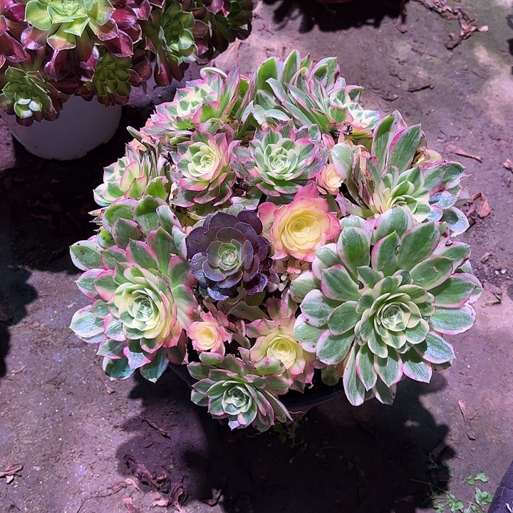 小***艾多肉植物海 仙00179