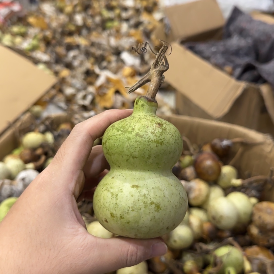 平***你葫芦青皮不包成青皮不包成